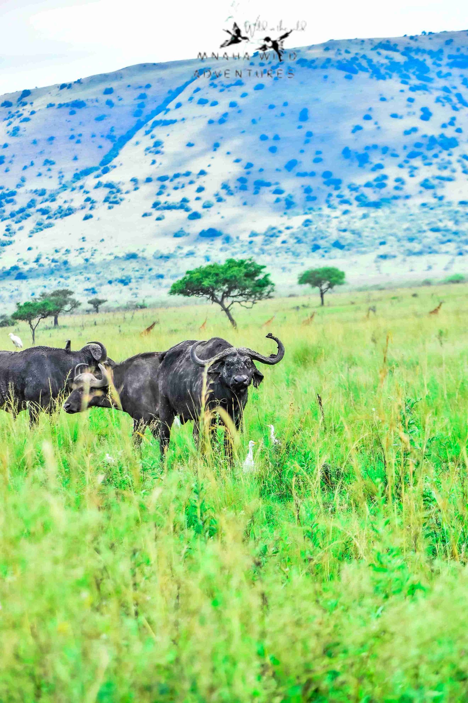 Ruma National Park  image