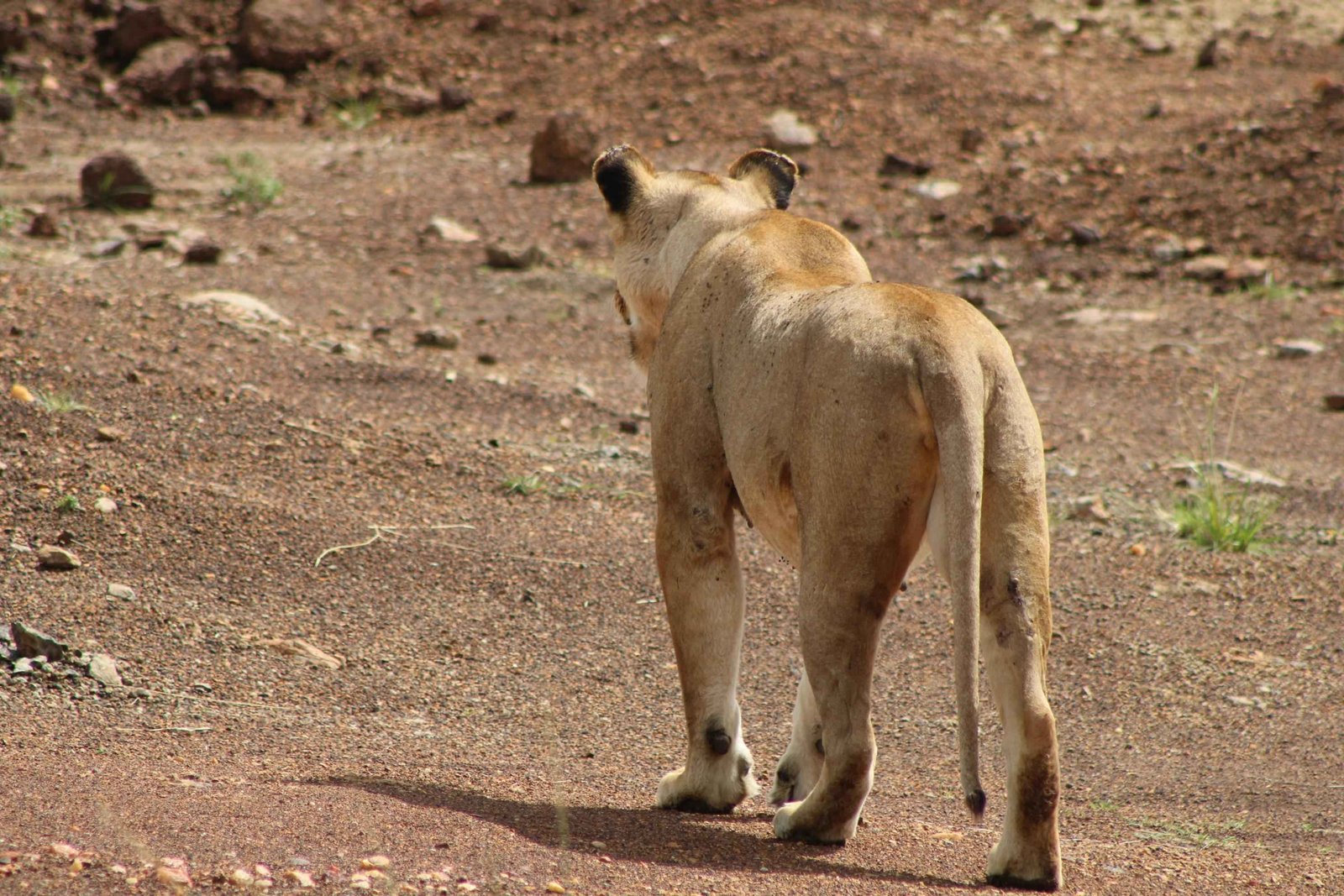 LK NAKURU NP DRIVE & NAIVASHA TOUR