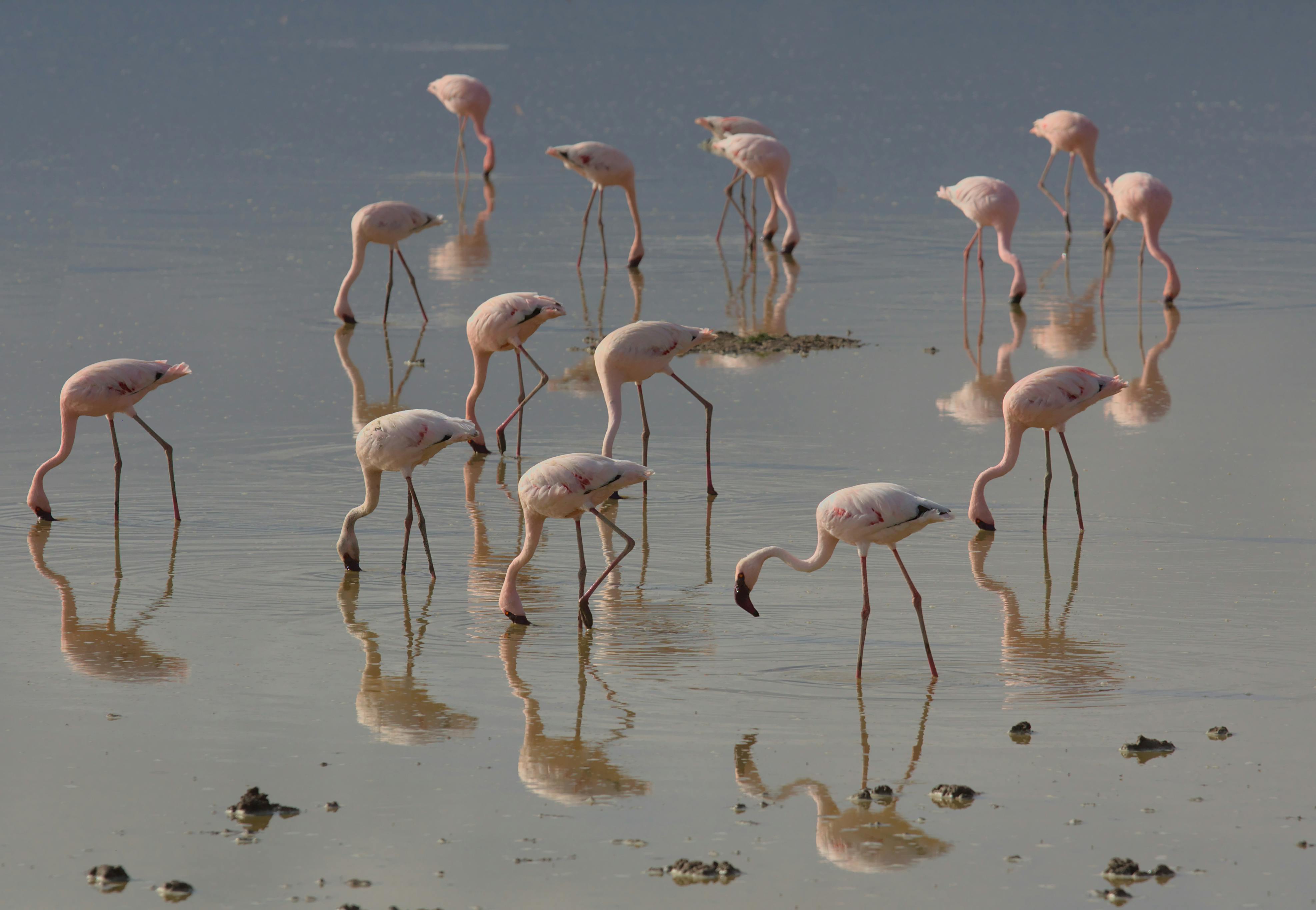 AMBOSELI GAME DRIVE-3