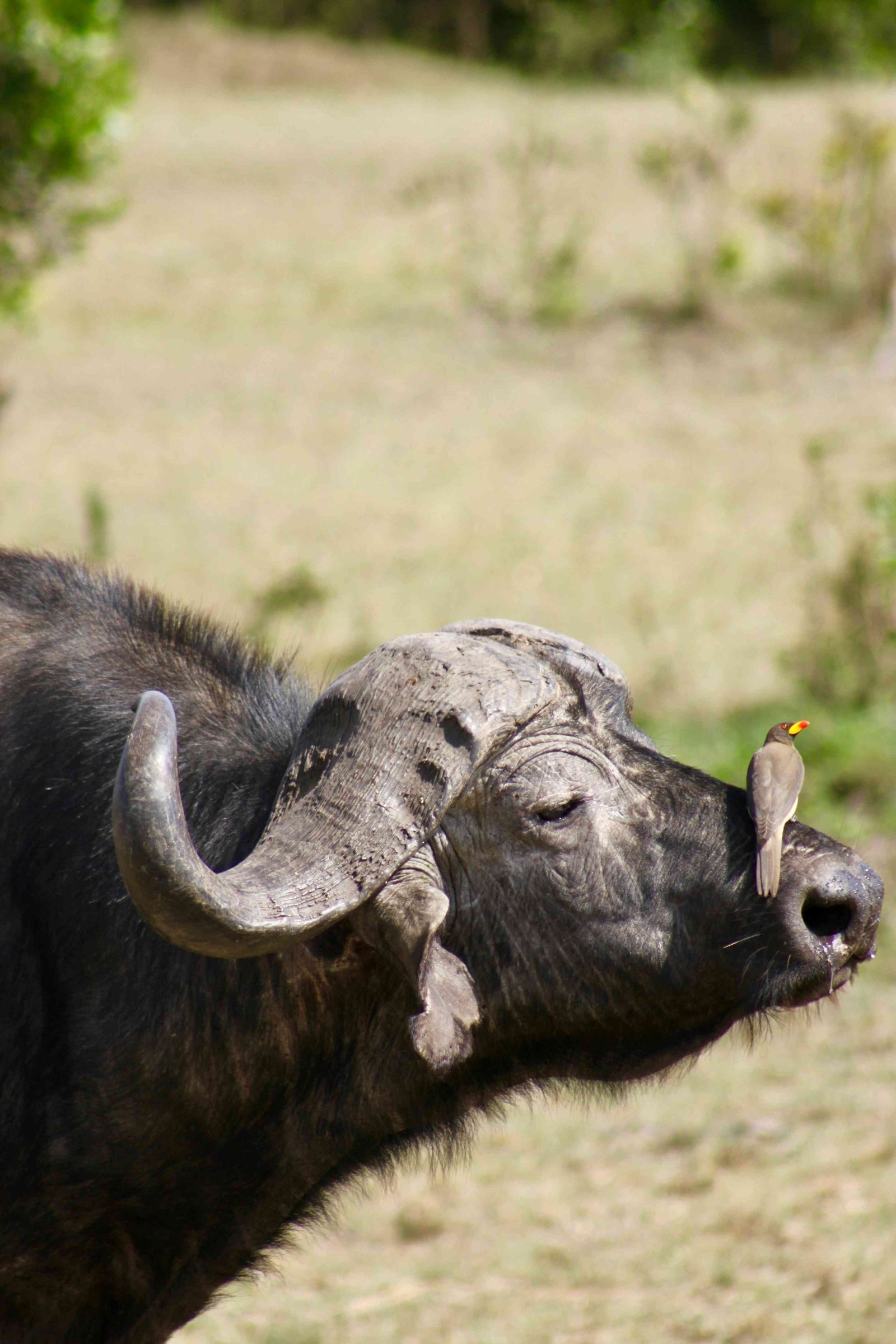 Ruma Game Drive & Abundu Hotsprings